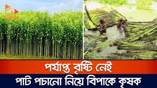 পর্যাপ্ত বৃষ্টি নেই, পাট পচানো নিয়ে বিপাকে কৃষক | Drought | Rain | Nagorik News