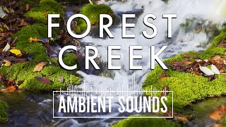 Why Do People Love Breezy Forest Creek Sounds?