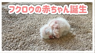 とっても小さなフクロウの赤ちゃんが産まれました