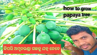 ଅମୃତଭଣ୍ଡା ଗଛ ରେ ଭଲ ଫଳ ହେବା ପାଇଁ ଏହି ପରି କରନ୍ତୁ / papaya tree care / village farming and kitchen /