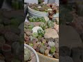 ไลทอปส์ ไม้อวบน้ำ หินมีชีวิต จัดสวนถาด lithops แคคตัส