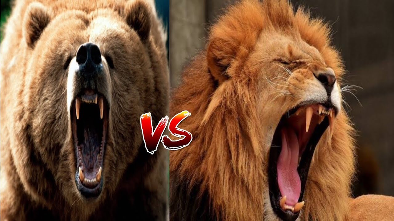 Animal Face Off Battle - Grizzly Bear Vs African Lion - YouTube