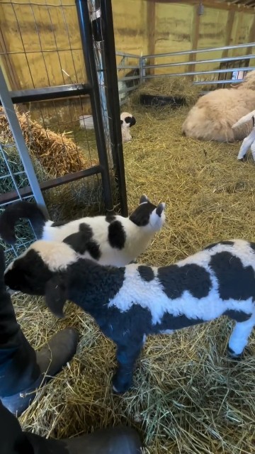 New Shorts Video Series Part 137 Try Not To Laugh ёяшв Shorts Funny