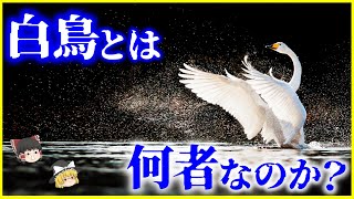 【ゆっくり解説】大型犬でさえも圧倒⁉️「白鳥」とは何者なのか？を解説