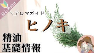 【ヒノキ精油】の基礎情報、使い方、香りの特徴、豆知識