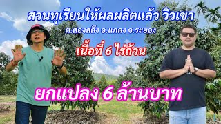 EP.179 #สวนทุเรียน ต้นสวยสมบูรณ์ระยองพร้อมให้ผลผลิต6ไร่ ไร่ละ 1 ล้านบาท บ้านห้วยยาง อ.แกลง จ.ระยอง