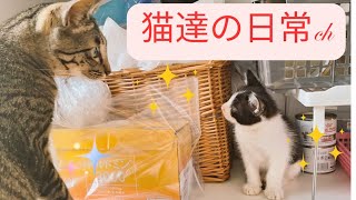 猫達の日常