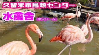 【久留米市鳥類センター】中央ドーム水禽舎の様子【フラミンゴ】