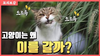 빠드득 빠드득 고양이가 이를 간다고요?