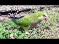 Parakeets At The Beach 🌊