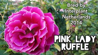 PINK LADY RUFFLE ROSE by INTERPLANT バラ ピンク レデイ ラッフル Keisei Rose Garden JAPAN 2022