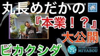 【丸長めだか突撃！その②】丸長さんの『本業』大公開！？斑入りバナナ！ムサアエアエ。激レアビカクシダ！