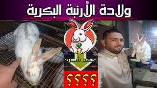 (٧٣)ولادة الأرنبة البكرية#شوف جابت عدد كام💯👍👉