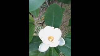 Sweetbay Magnolia