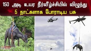 150 அடி உயர நீர்வீழ்ச்சியில் விழுந்து 5 நாட்களாக  உயிருக்குப் போராடிய பசு