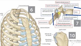 Atypical thoracic vertebrae