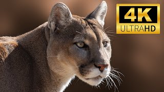 Exploring the Wilderness World:  PUMA | Wild Animals in 4K ULTRA HD | Relaxing Animals Sound