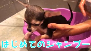 初めてシャンプーをした子犬のチワワ