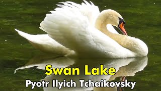 Tchaikovsky | Swan Lake | Classical Music