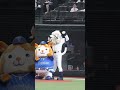 スターマン＆レオw審判 ライオンズ 野球 dnaベースターズ 交流戦 スターマン