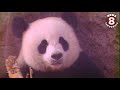 People lined up to see Giant Pandas at the San Diego Zoo in 1988