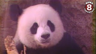 People lined up to see Giant Pandas at the San Diego Zoo in 1988