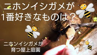 ⚠グロ視聴注意【ニホンイシガメが育つ屋上庭園】蜂の巣　ニホンイシガメ飼育　イシガメ好物エサ　カメ飼育　爬虫類　ビオトープ　イシガメ飼育　捕食