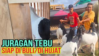 PAK SAS.. SIAP DI HUJAT UNTUK AWAL TERNAK KAMBING PE KALIGESING