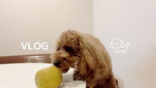 はじめて梨を食べた犬の反応が...🐶🍐トイプードルの日常VLOG