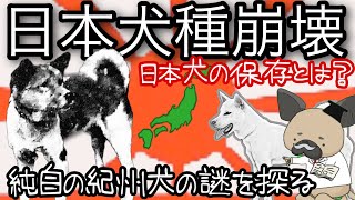 紀州犬は何故純白なのか？〜日本犬種の崩壊〜日本犬の保存とは？