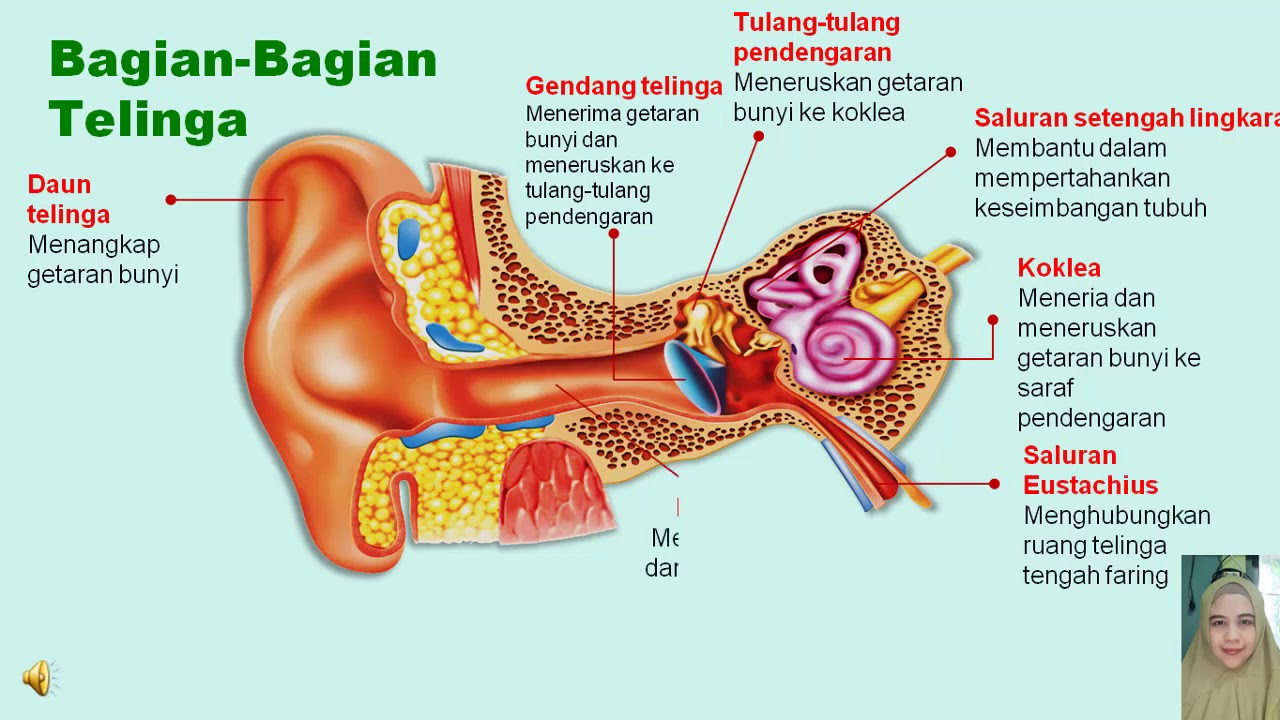 Part 1 - Bagian-Bagian Telinga & Proses Terdengarnya Bunyi [Kls.4 - IPA ...