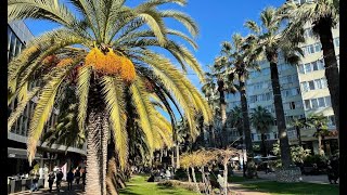 Предновогодняя обрезка пальм в Сочи / New Year's Eve pruning of California fan palm in Sochi