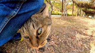 丘の上の公園で出会ったキジトラ猫ちゃん、足元に擦り寄ってきてカワイイ