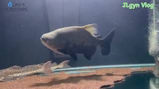 Datang lagi… African Arowana (heterotis niloticus)