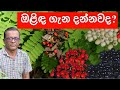 ඔළිඳ මෙතරම් වටින ඔසුවක් කියලා හිතුවද? Olinda Plant | Ceylon Agri | Episode 248