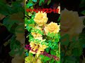 discountsaleതുടങ്ങി കൊട്ടാരക്കര rose flowers trending youtube viral plants fruit trend tips