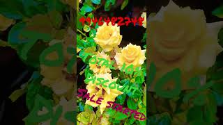 Discountsaleതുടങ്ങി കൊട്ടാരക്കര#rose #flowers #trending #youtube #viral #plants #fruit #trend #tips