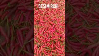 desi  mirchi seeds|| Mirchi#shorts