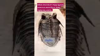 సాక్షాత్తు విష్ణుమూర్తి స్వరూపం|వజ్రకీట|సాలగ్రామం|గండకీ నది|vajrakeeta|salagramam|gandaki