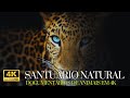 Santuário Natural 🌿✨ | Documentários de Animais em 4K 🦌🦅