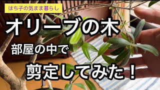 【５０代の庭仕事】オリーブの木　部屋の中で剪定してみた！