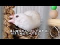 文鳥　粟穂食べれるくらい成長したんだね　挿し餌が終わっちゃう〜😂　java sparrow