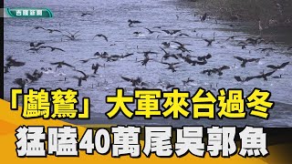 基隆河野鳥｜捕捉奇景!  1500 隻「鸕鶿」大軍   來台過冬