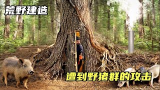 千年古樹掏空做樹屋，卻遭到了野豬群的攻擊#荒野建造