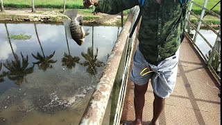 സ്ലിംഗ് ഷോട്ട് ഫിഷിംഗ്.Slingshot fishing kerala.. tilapia fishing