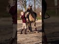 പോണികൾക്ക് വളരെയധികം സാസ് ഉണ്ട്😂❣️ youtube കുതിര edit equestrian fail shorts shortvideos funny