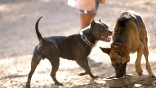 Fort Tryon Park Dog Run: 1-minute video