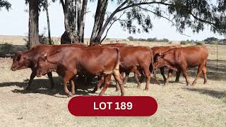 LOT 189