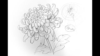 국화 스케치(Chrysanthemum sketch) 기초반 수업용 입니다.