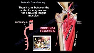 Profunda Femoris Artery  - Everything You Need To Know - Dr. Nabil Ebraheim